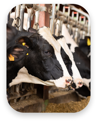 Cow Cow